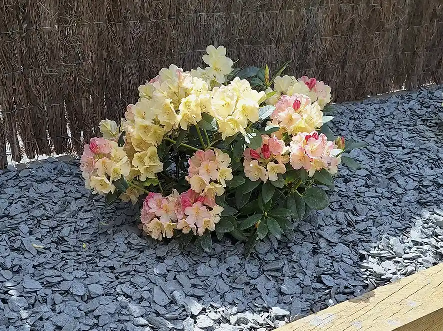 PAILLETTES ARDOISE NOIRE